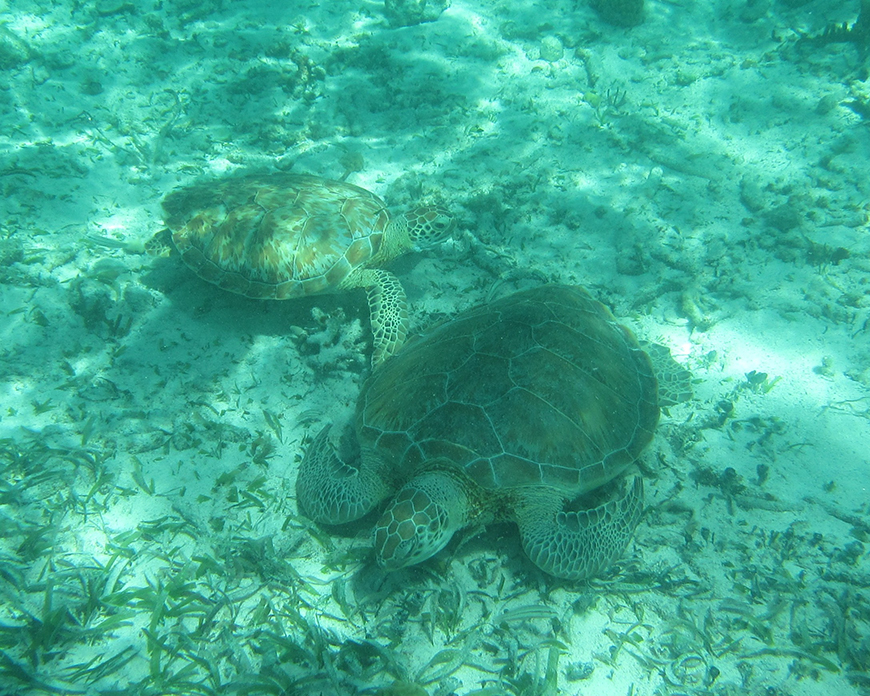 3.12 Green Sea Turtles