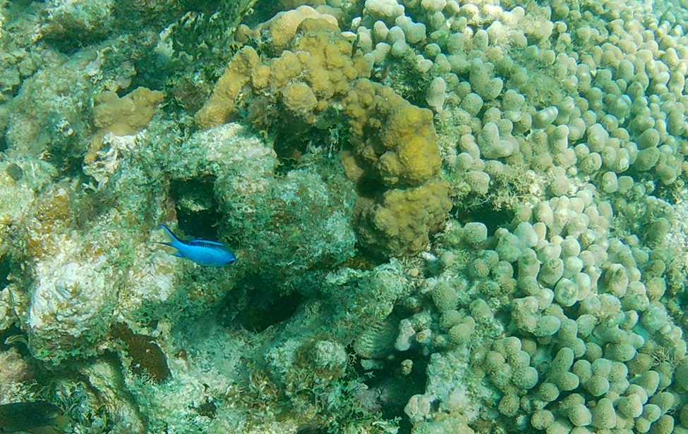 Blue Chromis at CG