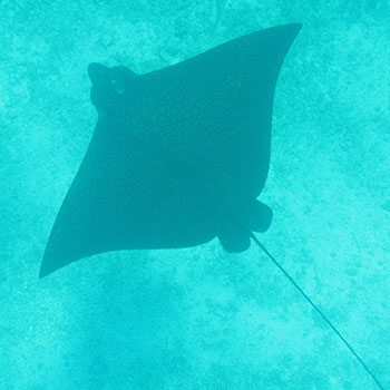 Sting ray