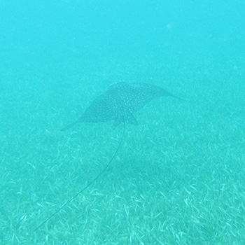 sting ray