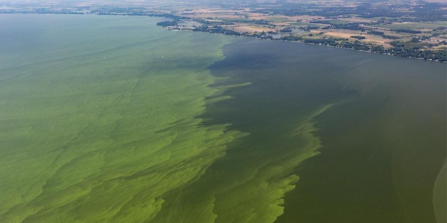 Algal blooms in Lake Erie