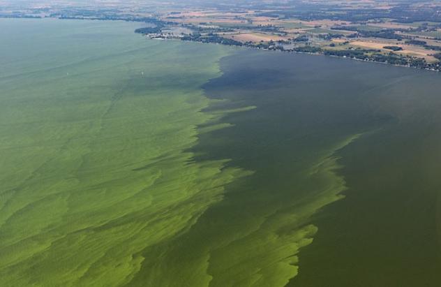 Algal blooms in Lake Erie