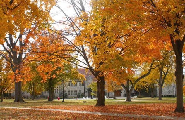 campus trees