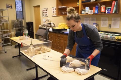 Animal Lab